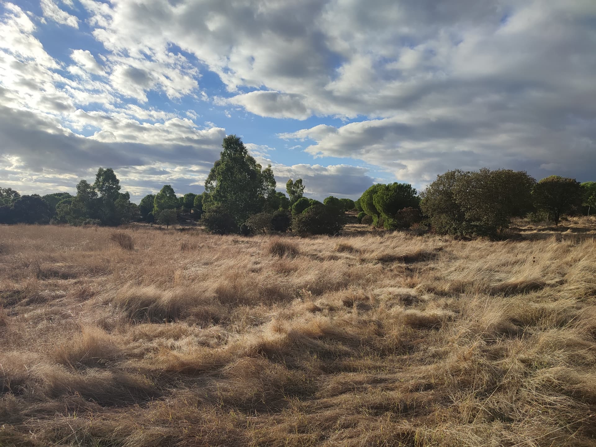 Paisaje de campo y cielo
